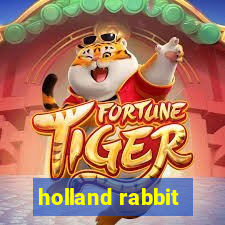 holland rabbit