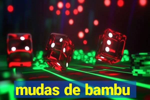 mudas de bambu