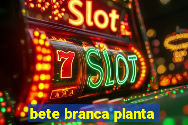 bete branca planta