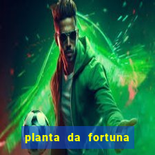 planta da fortuna e felicidade