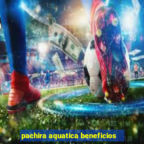 pachira aquatica beneficios