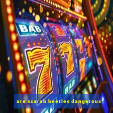 are scarab beetles dangerous