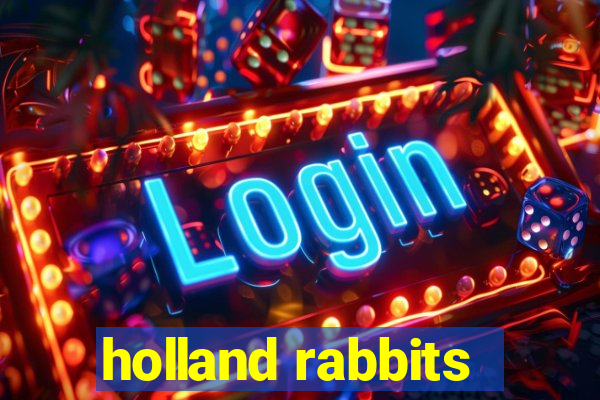 holland rabbits