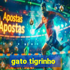 gato tigrinho