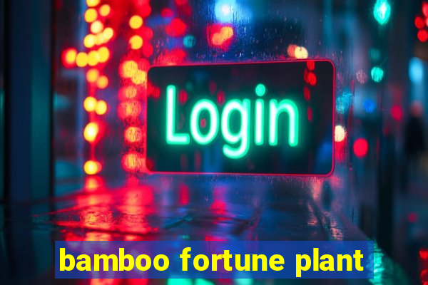 bamboo fortune plant