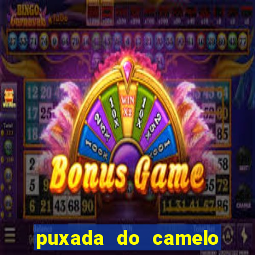 puxada do camelo jogo do bicho